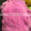 Large pelt rex rabbit fur skin thick and soft hairs