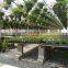 Commercial agricultural glass greenhouse for flower/vegetable