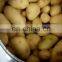 Stainless steel automatic elecktric potato peeler equipment / industrial potato peeler machine / potatoes peeling machine