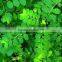 Superior Quality Phyllanthus niruri Powder Sale