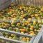 Mango pulp full line machine autoOrange mango juice liquid washing and filling machine line