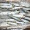Frozen sardines with whole round