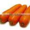 Potato Peeling Machine/potato(brush) peeling machine/potato washer