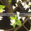1.8M high white color LED cherry tree light for wedding event decoration