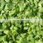 IQF Frozen green papper diced with good quality