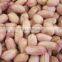 Chinese peanut kernels in long shape best price