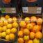 FRESH ORANGES FROM SOUTH AFRICA