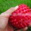 Large particles massage ball/ball/fitness environmental toy
