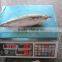 Frozen Mackerel on Board with Best Quality