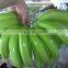 Banana export high quality / good Price for sell.