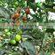 Hybrid Purple Cherry Tomato Seeds for Growing-Purple 101