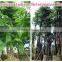 Outdoor Landscaping Tall Ornamental Green Decorative Plants
