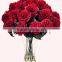 Fresh cut flower carnation Dianthus caryophyllus