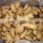 China Fresh Ginger&Air-Dried Ginger in Bottom price
