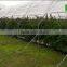Multi-span Poly Tunnel for Strawberries Tropical Agricultural Greenhouse Tunnel