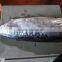 Frozen Bonito HGT