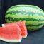 Emperor 8th Oval Shape Good Adaptability Hybrid Watermelon Seeds