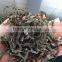 Green seaweed/laminaria/kelp cut Sun dried and Bag packing in bulk