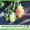 TNT spunbond nonwoven fabric for agricultural freeze protection,weed control