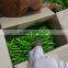 FRESH GREEN CHILI