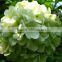 Pretty High Quality Home Decoration Hydrangea Fresh Cut Flower With Long Vase Life