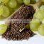 Grape Seed Extract