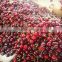 South Africa's Fresh Class 1 Cherries