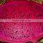 FRESH RED DRAGON FRUIT +84984418844 whatsapp