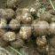 taro buyers in the middle east