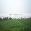 health food organic wheat grass powder