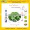 GMP Factory supply Best Quality Green Tea Extract