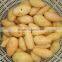 GL-380 Full Automatic Potato Vegetable and Fruit Washing and Peeling Machine