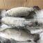china frozen sea bass fish frozen seabass fish barramundi fish