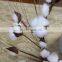 Wholesales Hot Sale Natural Dried Decorative Fall Garland Home Wedding Bouquet White Cotton Wreath Decoration