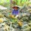 SUPPLY FRESH PINEAPPLE FROM VIET NAM WITH HIGH QUALITY for EXPORT IN NEW CROP 2016