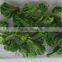 Healthy Food Snack - VF Dried Brocoli Crisps on good sale