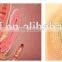 Laser vaginal tightening CO2 fractional laser RF tube 40W