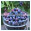 Frozen IQF natural blueberry with low price