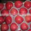 Apple type and pome fruit products type fresh red Qinguan apple