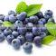 GMP Factory Supply Dried Blueberry Powder