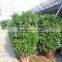 Evergreen Foliage Fagraea Ceilanicaof Outdoor Indoor Landscaping Decorative Ornamental Plants