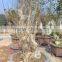 Lagerstroemia Indica L. Nursery