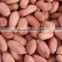 New crop high quality peanuts inshell