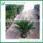 Cycas bonsai tree