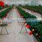 Strawberry plastic film greenhouse