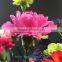 High quality service exalted cut fresh Pink Carnation flowers flower growers directly supply from China