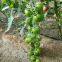 Cherry Tomato Seeds Hot Tomato Greenhouse Plant Tomato Seeds No.72