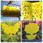 China factory promotion good quality yellow double sided custom sticky fly paper