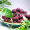 2021 New Fruit Bayberry IQF Frozen Waxberry