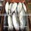 Frozen Bonito Auxis tapeionsoma for sale with size 1000g up